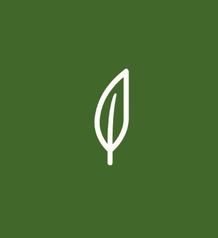 Dessin d'une plume blanche sur fond vert