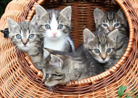 Bouquet de chatons tous mignons dans un panier