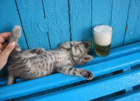 chaton allongé à côté d'une bière