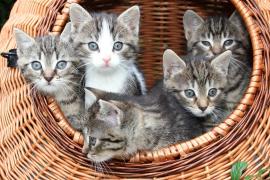 Bouquet de chatons tous mignons dans un panier