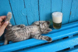 chaton allongé à côté d'une bière